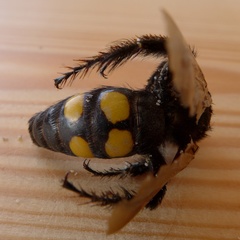 Megascolia maculata flavifrons