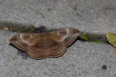 Hemeroblemma opigena