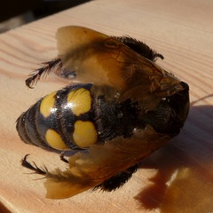 Megascolia maculata flavifrons