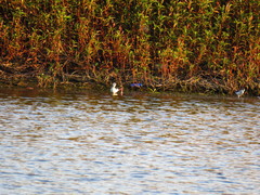 Himantopus himantopus