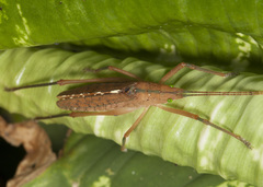 Scopiorinus impressopunctatus