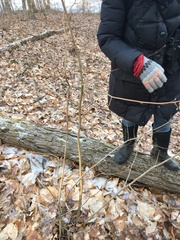 Dirca palustris