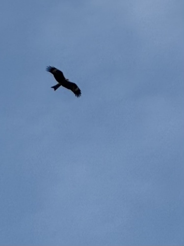 Black Kite