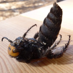 Megascolia maculata flavifrons