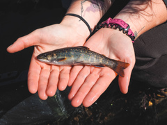 Salvelinus fontinalis image