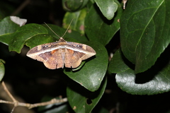 Hemeroblemma opigena