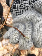 Dirca palustris