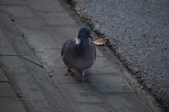Columba palumbus