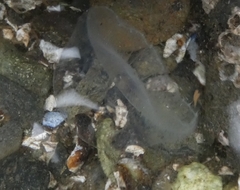 Aequorea victoria