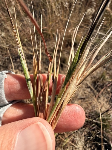 Sweet Tanglehead (Heteropogon melanocarpus)