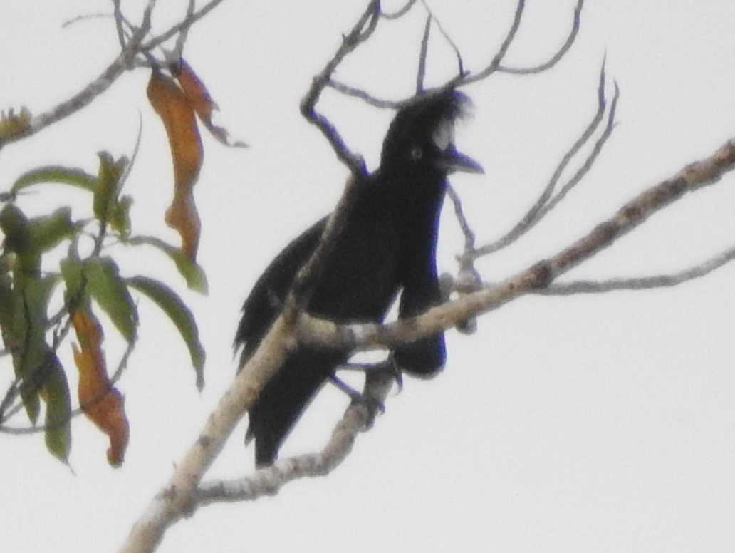 Amazonian Umbrellabird (Cephalopterus ornatus), photo 10