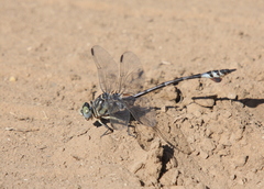 Lindenia tetraphylla