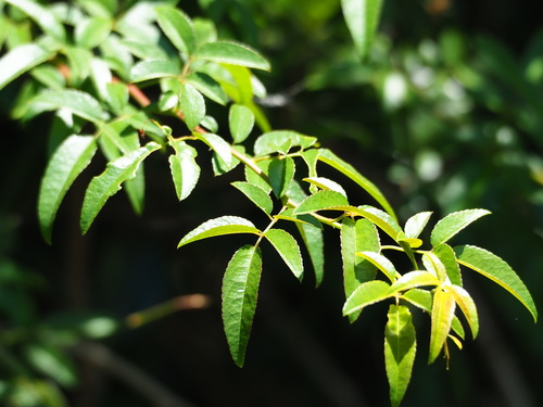 Elderflower rose (Rosa cymosa)