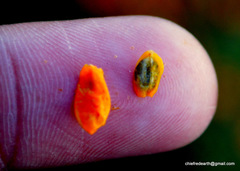 Hippophae