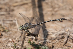 Lindenia tetraphylla