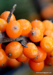 Hippophae