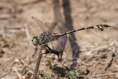 Lindenia tetraphylla