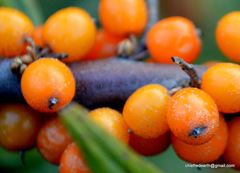 Hippophae
