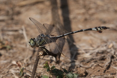 Lindenia tetraphylla