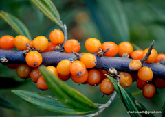 Hippophae