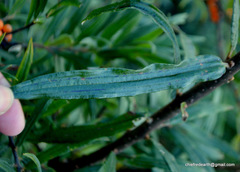 Hippophae
