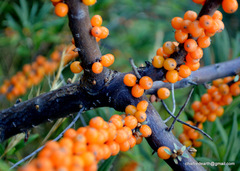 Hippophae