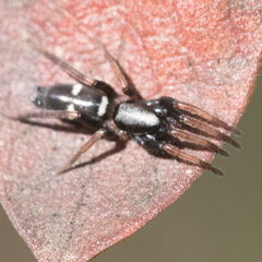 Sergiolus columbianus