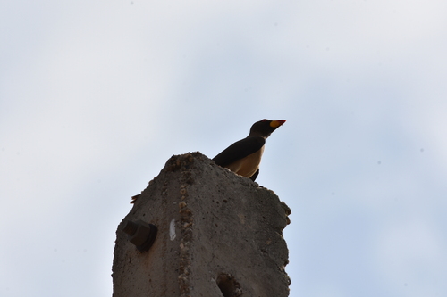 Yellow-billed Oxpecker