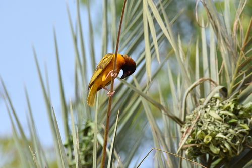 Village Weaver