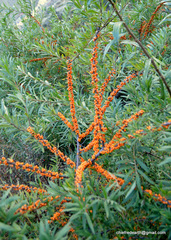 Hippophae