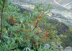 Hippophae