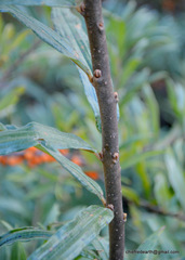 Hippophae