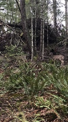 Odocoileus virginianus leucurus