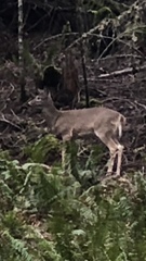 Odocoileus virginianus leucurus