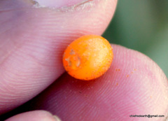 Hippophae