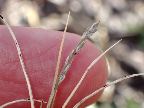 creeping muhly (Muhlenbergia repens)