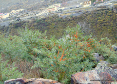 Hippophae