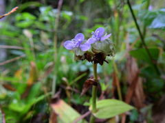 Murdannia bracteata