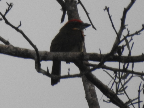 Scarlet-crowned Barbet (Capito aurovirens), photo 7