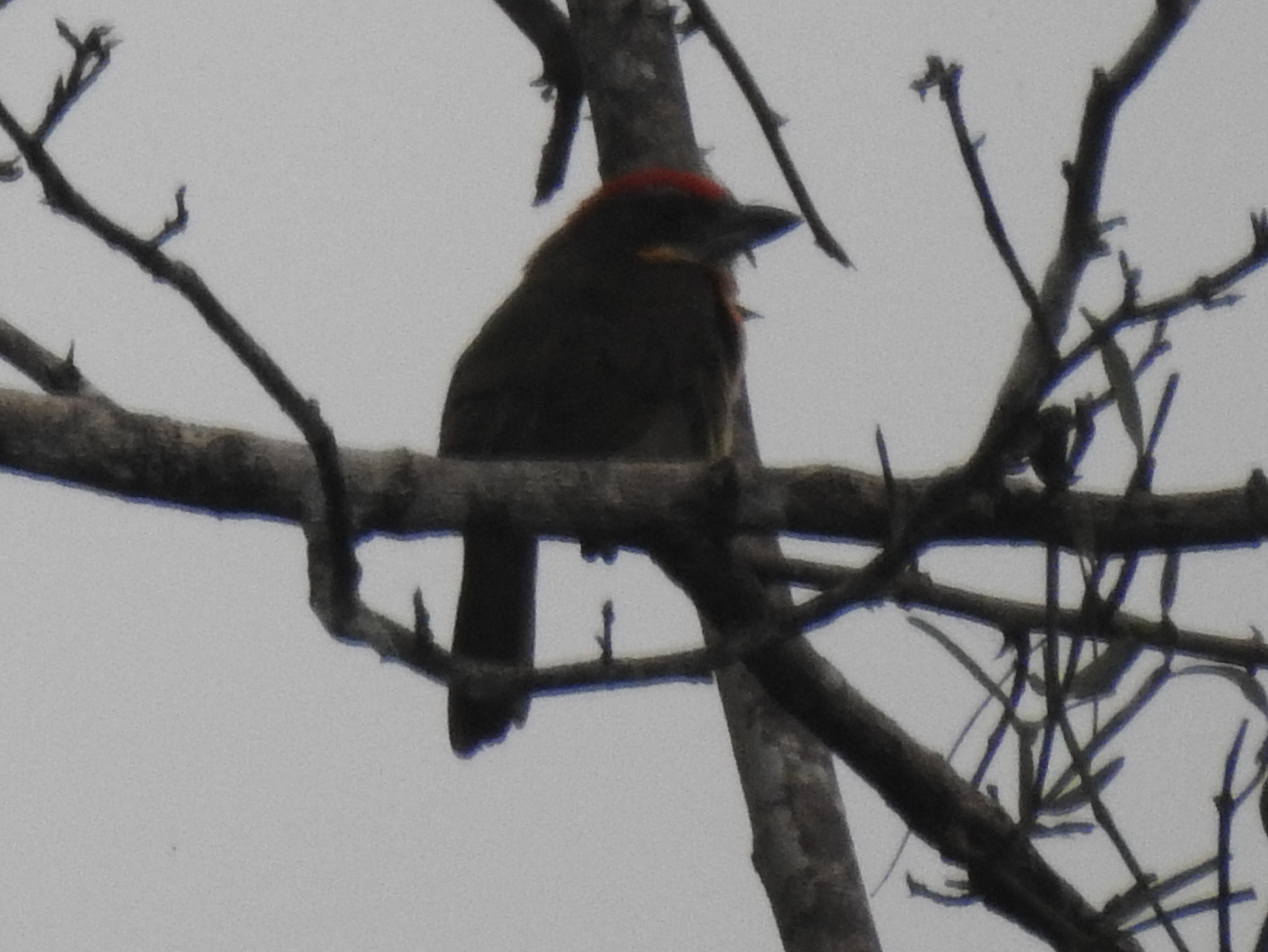Scarlet-crowned Barbet (Capito aurovirens), photo 8