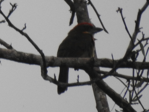 Scarlet-crowned Barbet (Capito aurovirens), photo 6