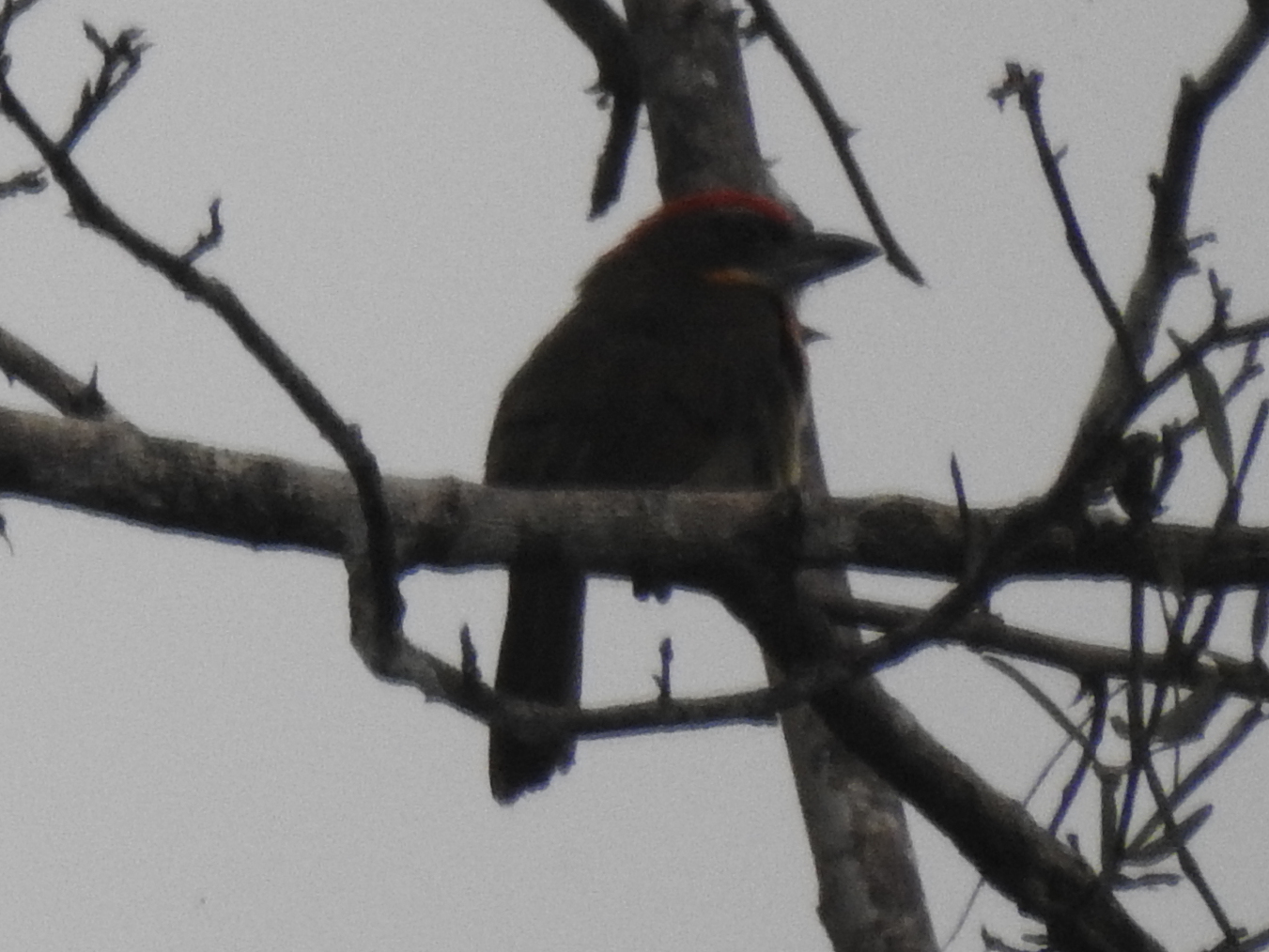 Scarlet-crowned Barbet (Capito aurovirens), photo 7