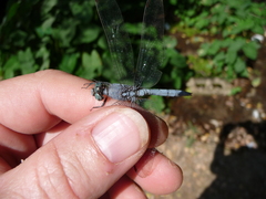 Orthetrum chrysostigma