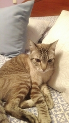Felis catus