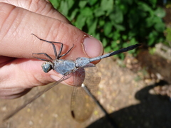 Orthetrum chrysostigma