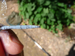 Orthetrum chrysostigma