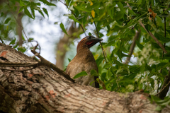 Ortalis erythroptera