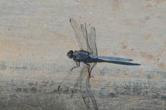 Orthetrum chrysostigma