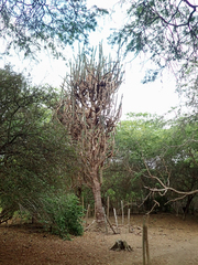 Armatocereus cartwrightianus