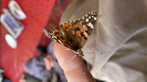 Painted Lady